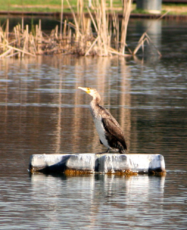 Cormorano?